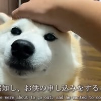撫でられるらんまるくん