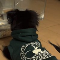 何かを見る犬