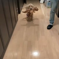子犬のころが一番可愛い？