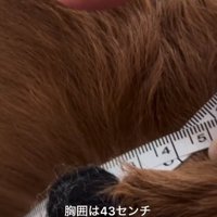 胸囲は43センチのエールくん