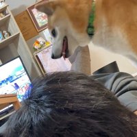 満足そうな福くん