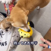 おもちゃを持ってくる豆柴