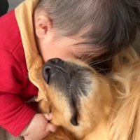犬の顔に自分の顔を埋める赤ちゃん
