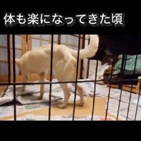 徐々に体力を取り戻した