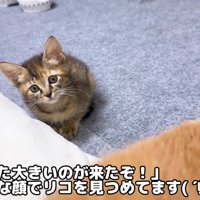 リコちゃんにも慣れてきたころ…