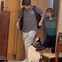 帰宅した家族に駆け寄る犬たち