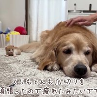 疲れてひとやすみ…