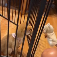 パペットを使って子犬と遊ぶ男性