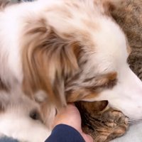 たまちゃんにすり寄るガルチェロくん