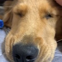頭を撫でられながら目を閉じている犬