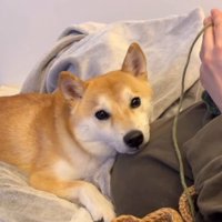 飼い主のお腹にアゴを乗せてカメラを見つめる犬