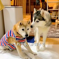 もう1匹の犬のそばに寄る犬