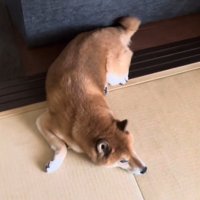 ロックくんを発見