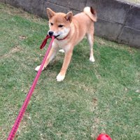 引っ張りっこするハルちゃん