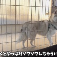 赤ちゃんが泣くとソワソワ…