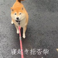 立ち止まった犬のリードを引く飼い主