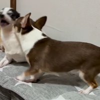 うめちゃんの遊びの誘い方6