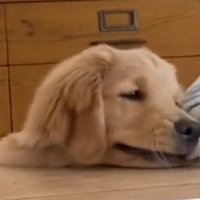 宿題する女の子を見つめる犬