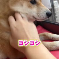 業者さんが来た日のはなちゃん9