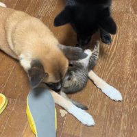 もう1匹もやってきた！！