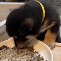 お母さん犬のごはんを味見