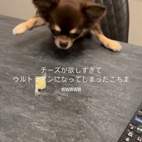 チーズを取りたいココちゃん4