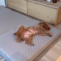 来客用のベッドが気に入ったレオくん