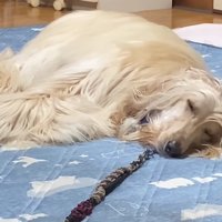 ふてくされて寝始めた！