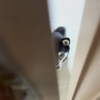 半開きの引き戸、数歩近づいた状態で座る豆柴