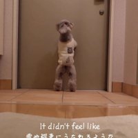 玄関ドアに前足をついて立ち上がる犬