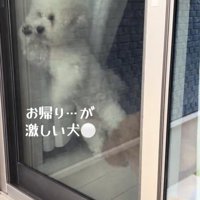 飼い主の帰りを待つ小型犬