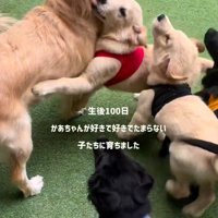 赤ちゃん犬たちの成長2