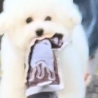 ハンカチを咥えて走る犬