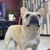 飼い主に「抱っこ」と言われて顔を見つめる犬
