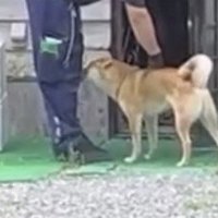 配達員の足元で見上げる犬