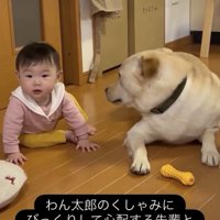わん太郎くんに気持ちが伝わったみたい