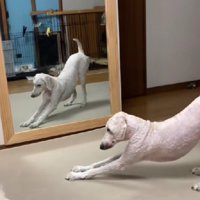 「このポーズなら、もしかして…」