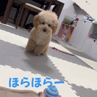 おもちゃを見るふくくん