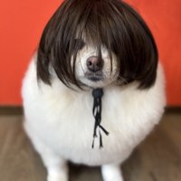 カツラを着こなすちくわさん