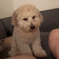 うつむきかけた犬