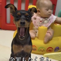 余裕の大あくび