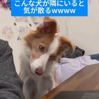 勉強中に隣にきたラスカルくん4