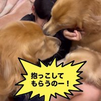 3頭のゴールデンレトリバーに埋もれる女の子