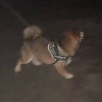 走る犬