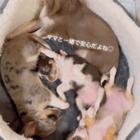 エルアちゃんと子犬たち2