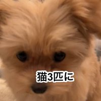 マルプーののえるちゃん