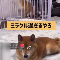 ロックくん＆ボブくんのハプニング2
