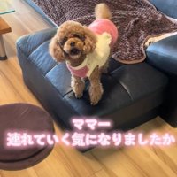 どうしても一緒に行きたい