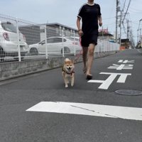 ママに向かって一直線