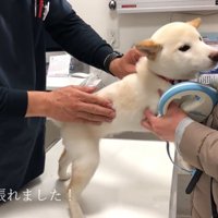 鳴かずに注射に耐えてくれました！